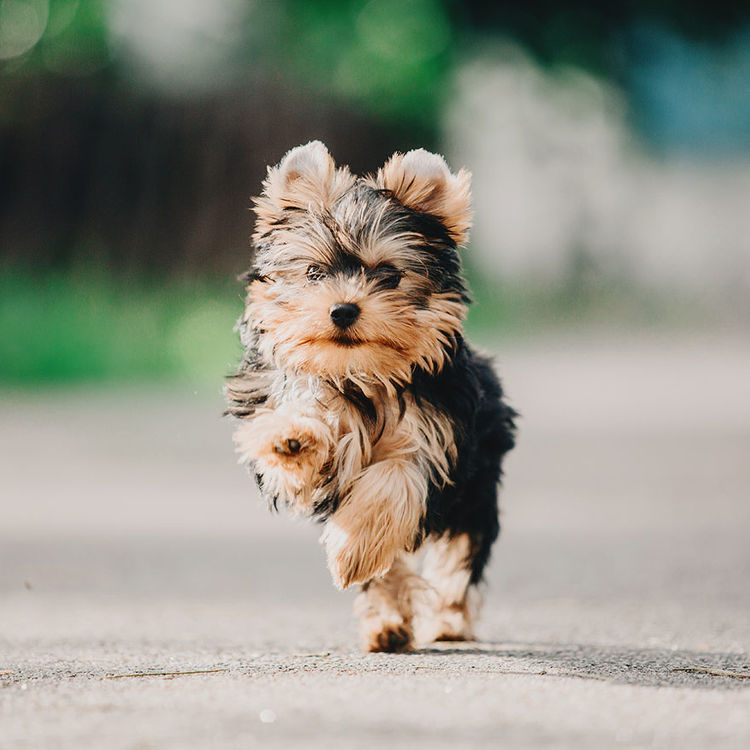 Small Dog running