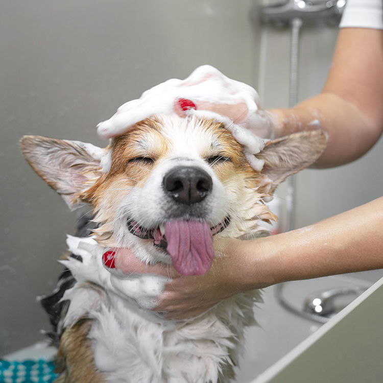 Corgi dog having a bath