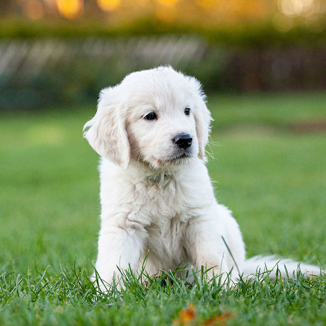 Paws-N-Motion Policies