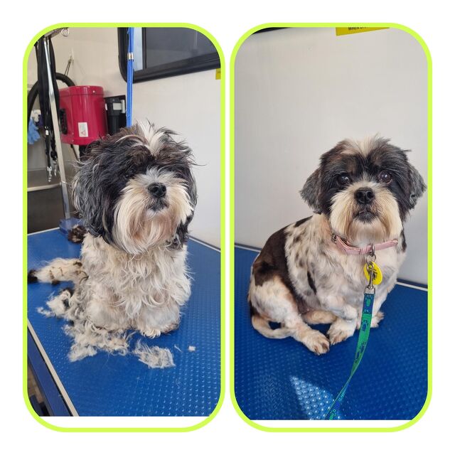Before and After grooming with Paws-N-Motion