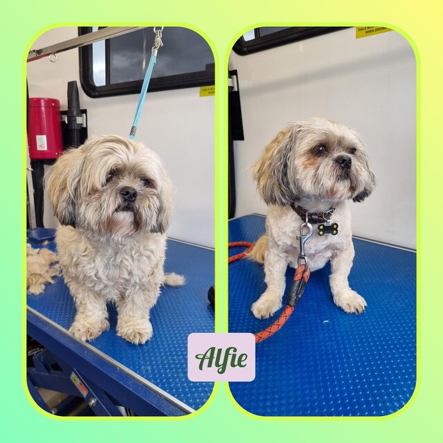 Before and After grooming with Paws-N-Motion