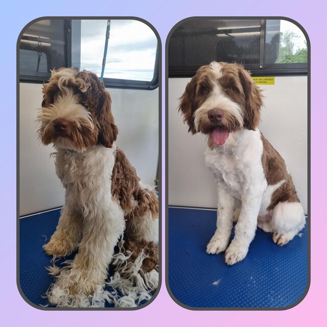 Before and After grooming with Paws-N-Motion