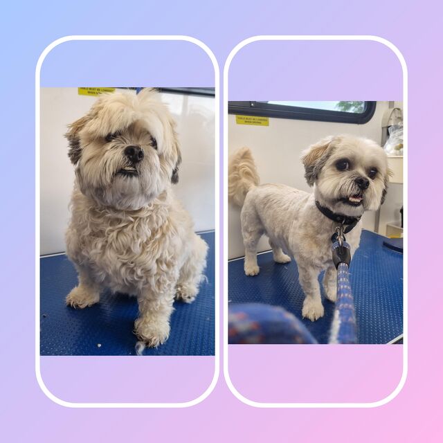 Before and After grooming with Paws-N-Motion