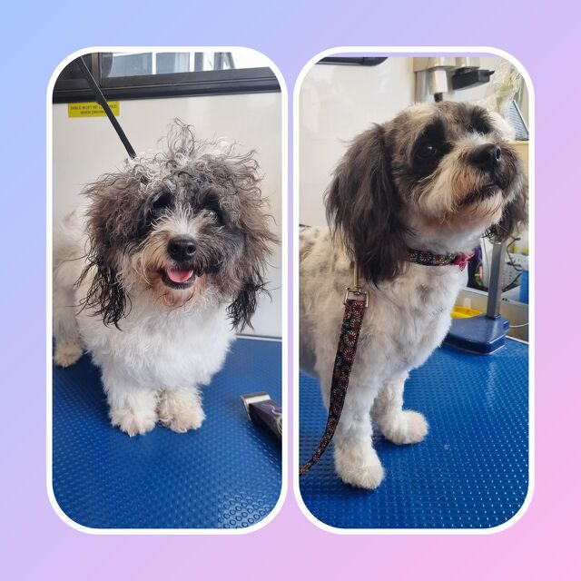 Before and After grooming with Paws-N-Motion