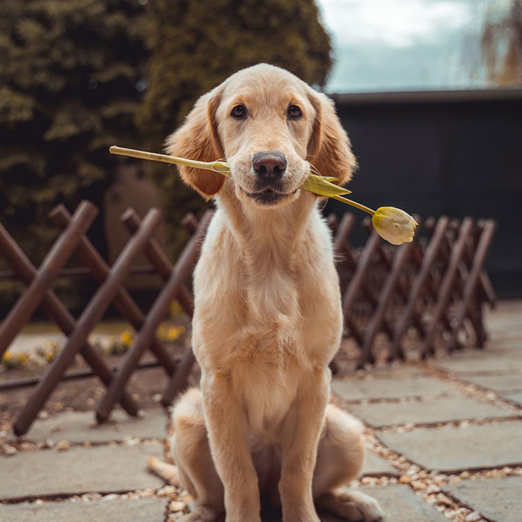 Well groomed dog holding a rose